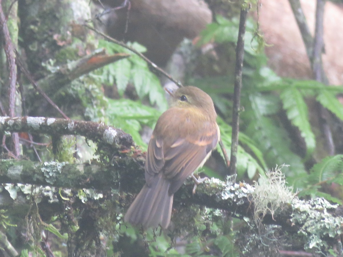 Flavescent Flycatcher - ML621620421