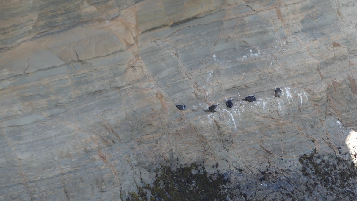 Harlequin Duck - ML621620458