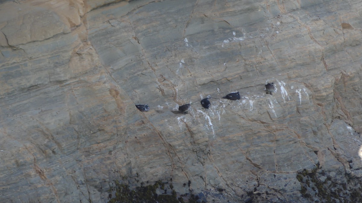 Harlequin Duck - ML621620459