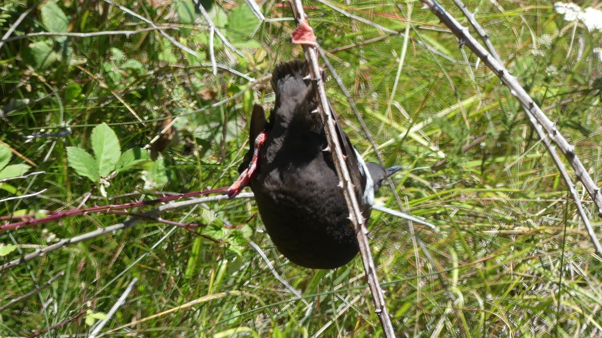 Pigeon Guillemot - ML621620472