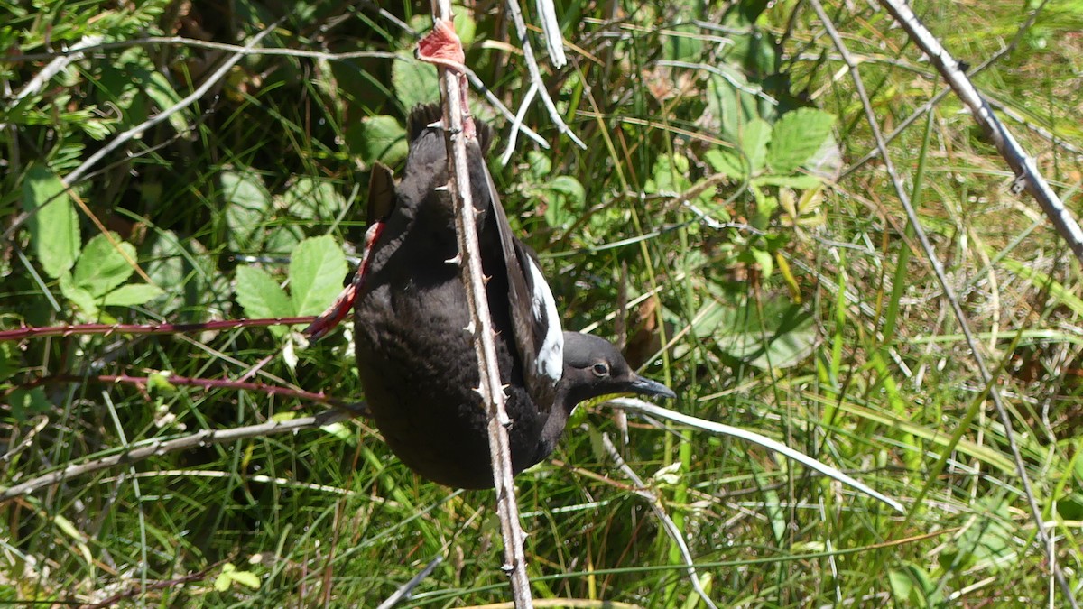 Pigeon Guillemot - ML621620473