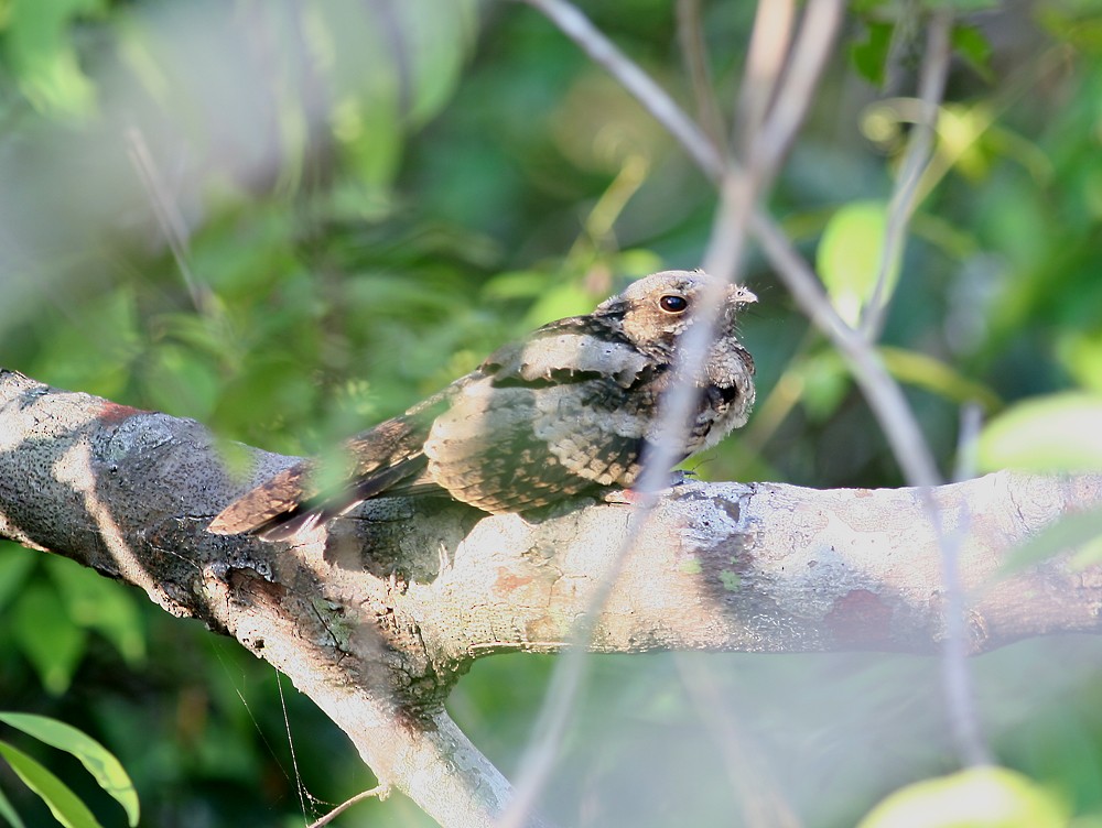 Yucatan Nightjar - ML621620493