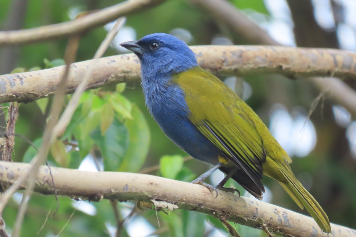 Blue-capped Tanager - ML621620527