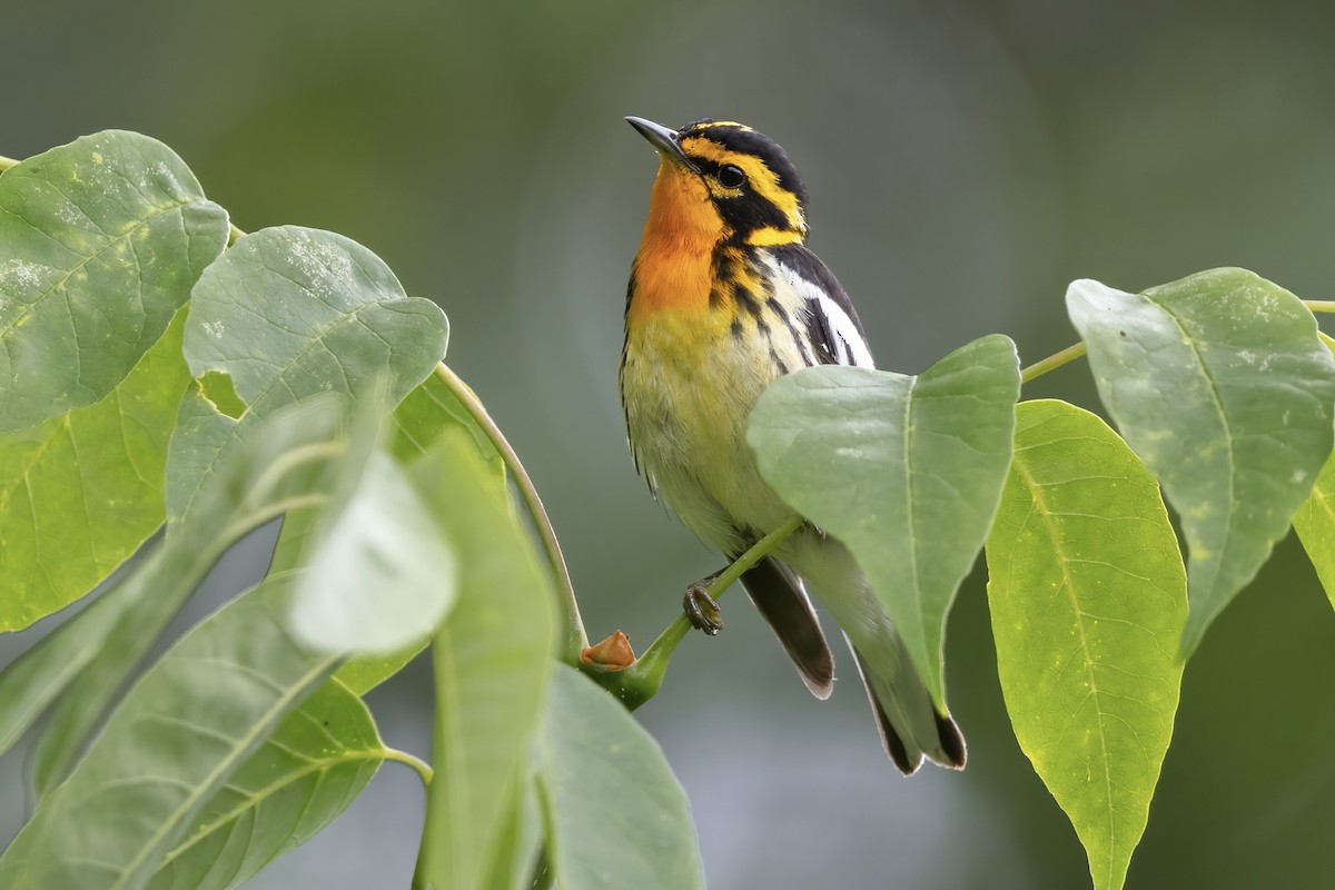 Blackburnian Warbler - ML621620546