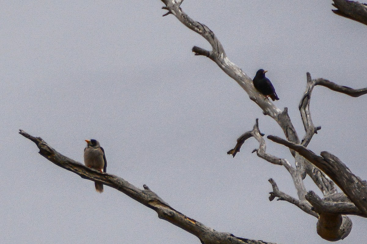 Noisy Miner - ML621620552