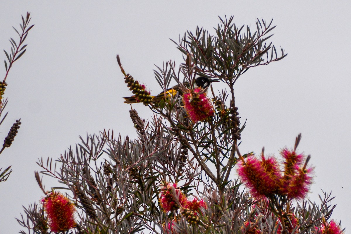 New Holland Honeyeater - ML621620596