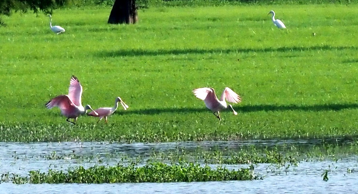 Roseate Spoonbill - ML621620610