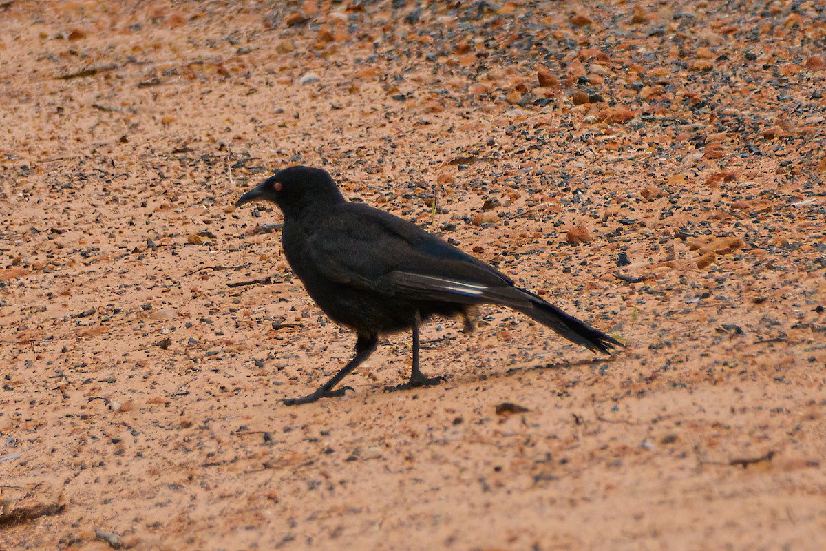 White-winged Chough - ML621620627