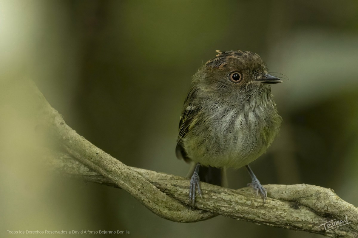 Scale-crested Pygmy-Tyrant - ML621620629