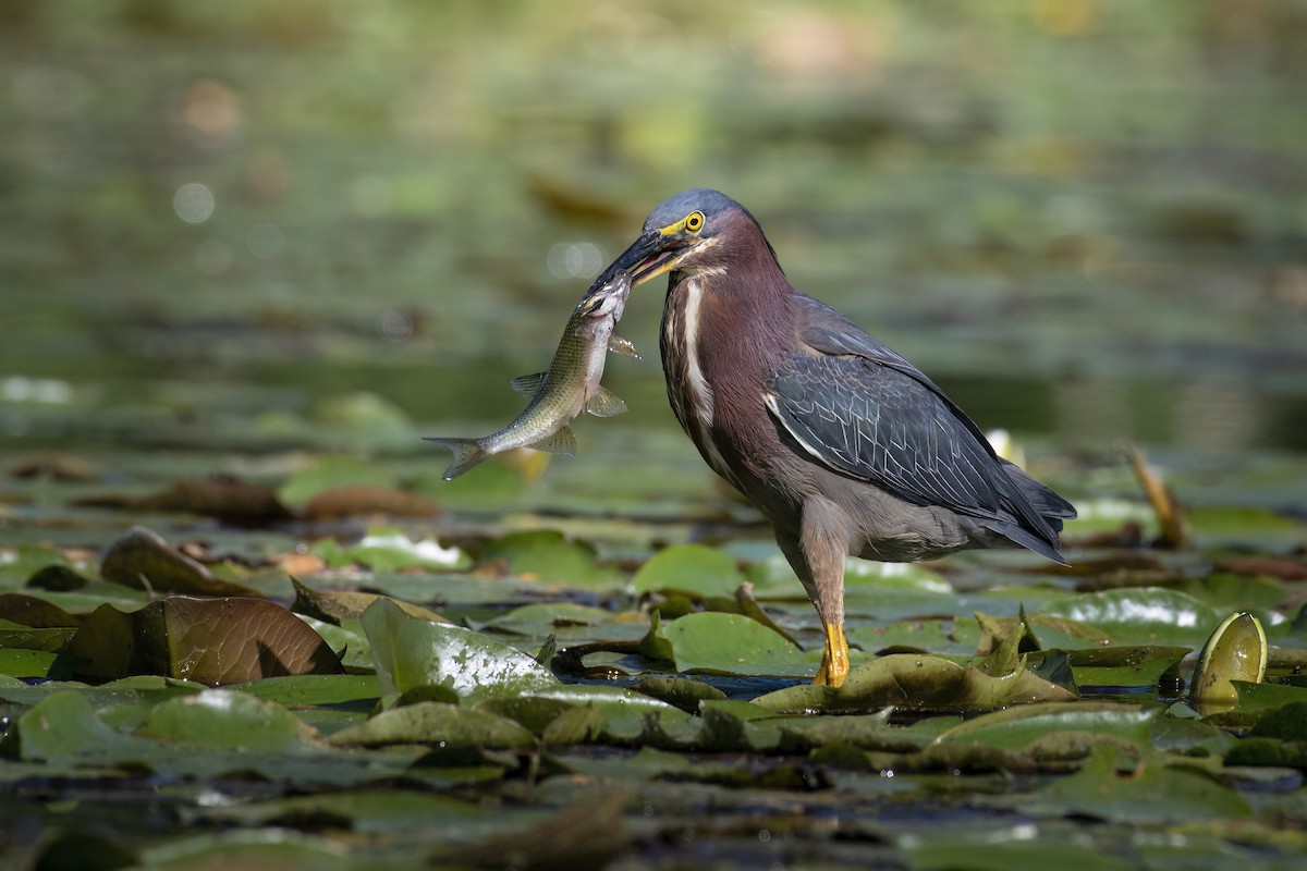 Green Heron - ML621620649