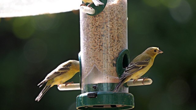 Lesser Goldfinch - ML621620698