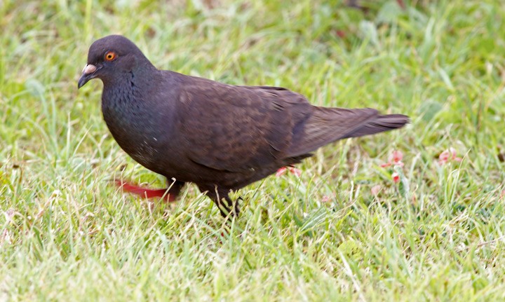 Rock Pigeon (Feral Pigeon) - Kris Petersen