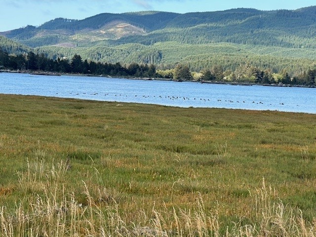 Common Merganser - ML621620920