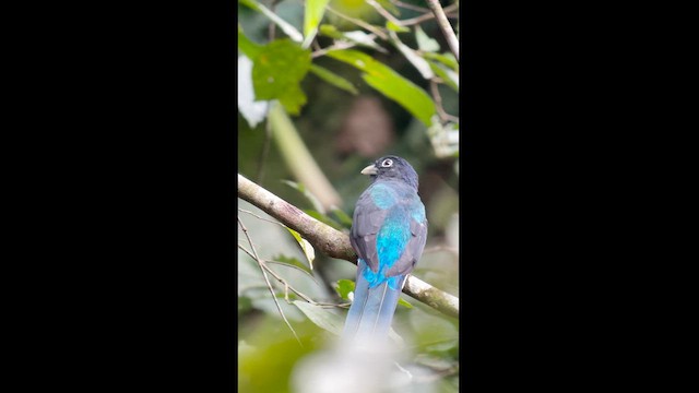 Trogon à queue blanche - ML621620985