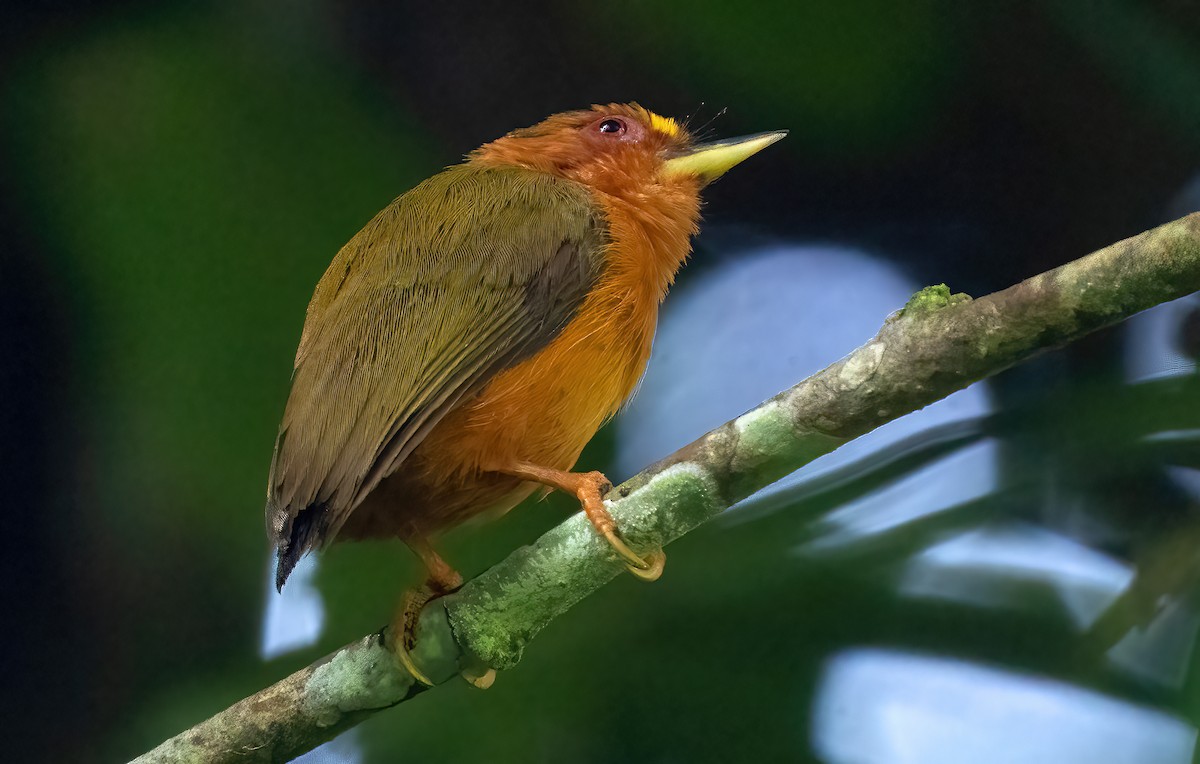 Rufous Piculet - ML621620989