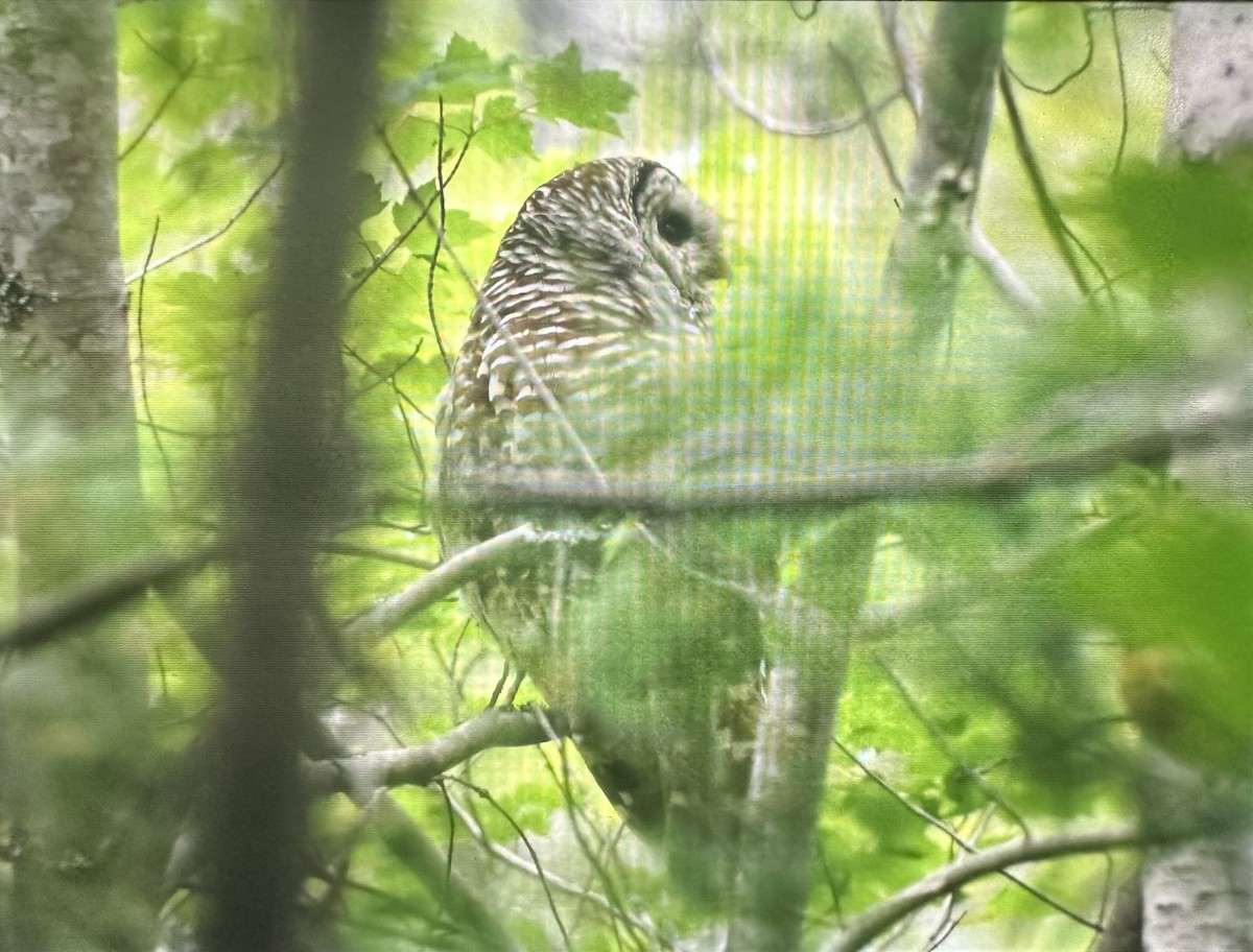 Barred Owl - ML621620992