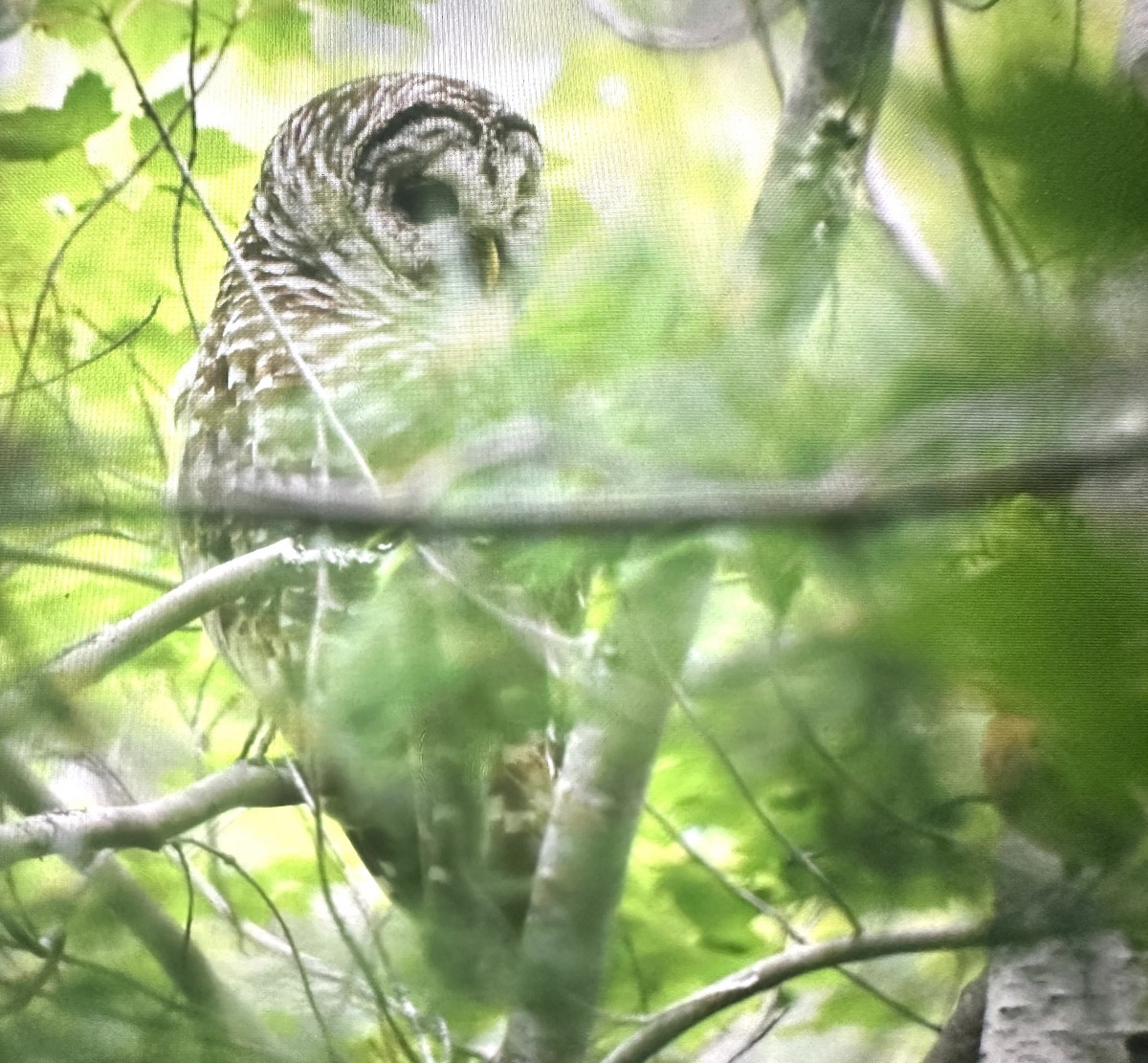 Barred Owl - ML621620993