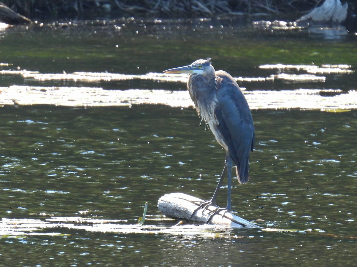 Great Blue Heron - ML621621016