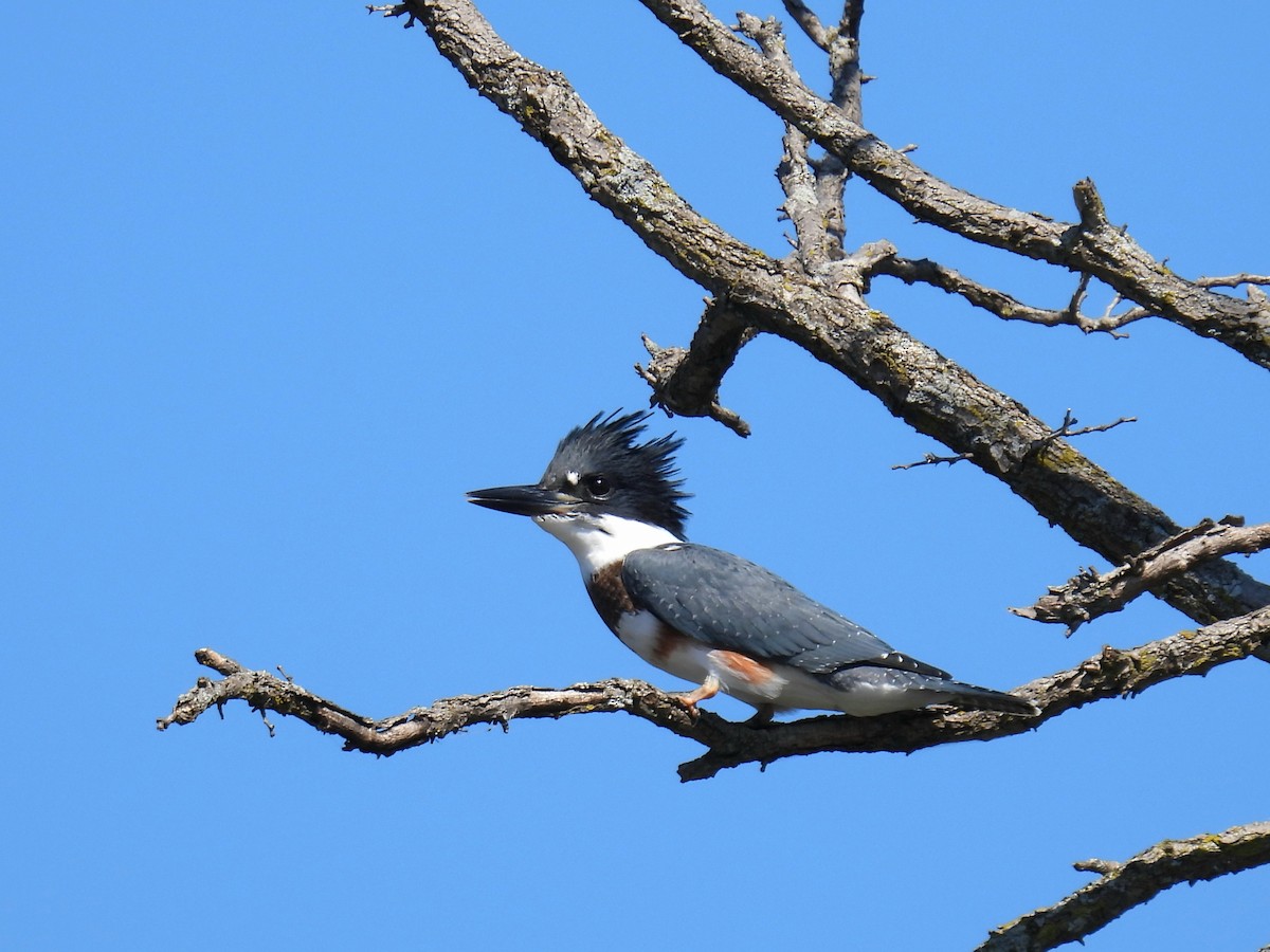 Belted Kingfisher - ML621621022