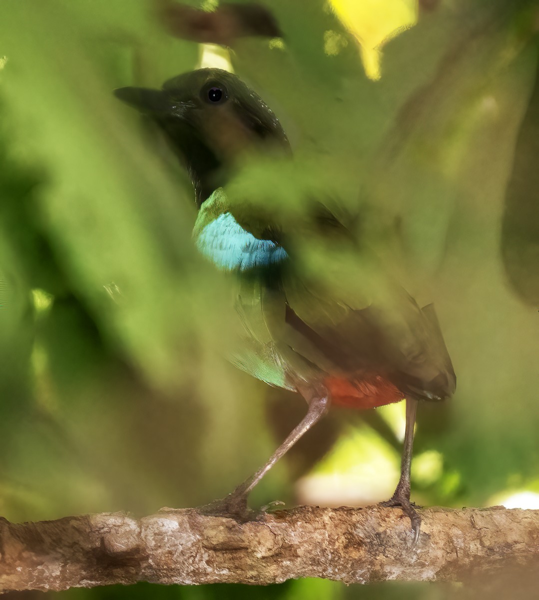 Western Hooded Pitta (Sunda) - ML621621025