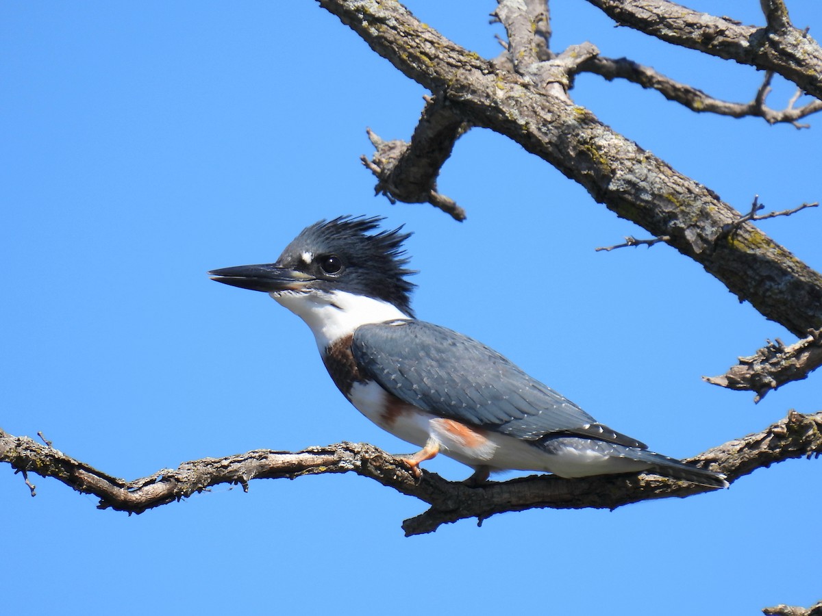 Belted Kingfisher - ML621621030
