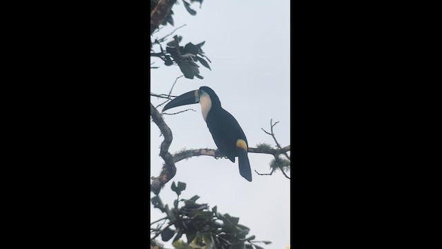 Toucan à bec rouge - ML621621079