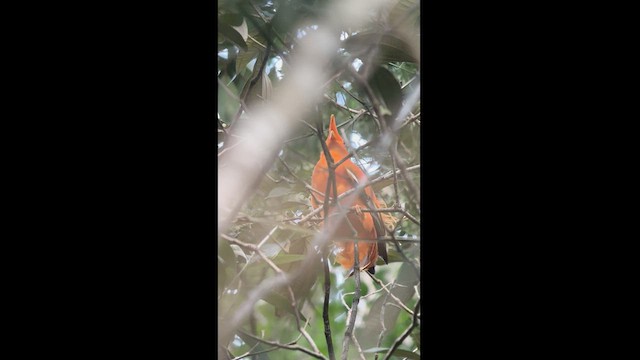 Guianan Cock-of-the-rock - ML621621096