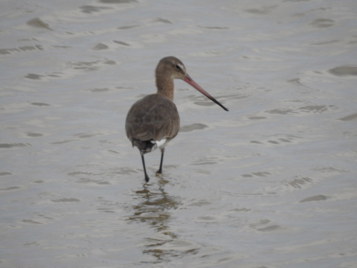 Black-tailed Godwit - ML621621109