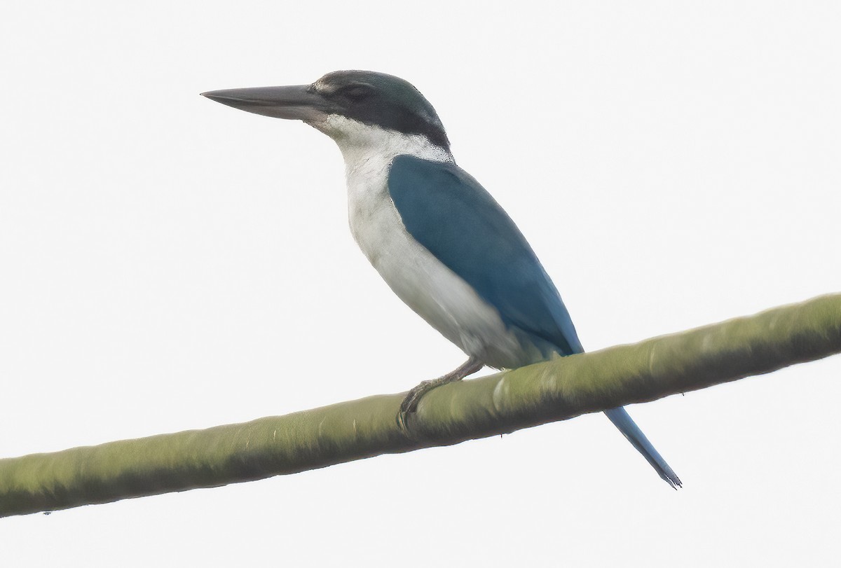 Collared Kingfisher (Collared) - ML621621122