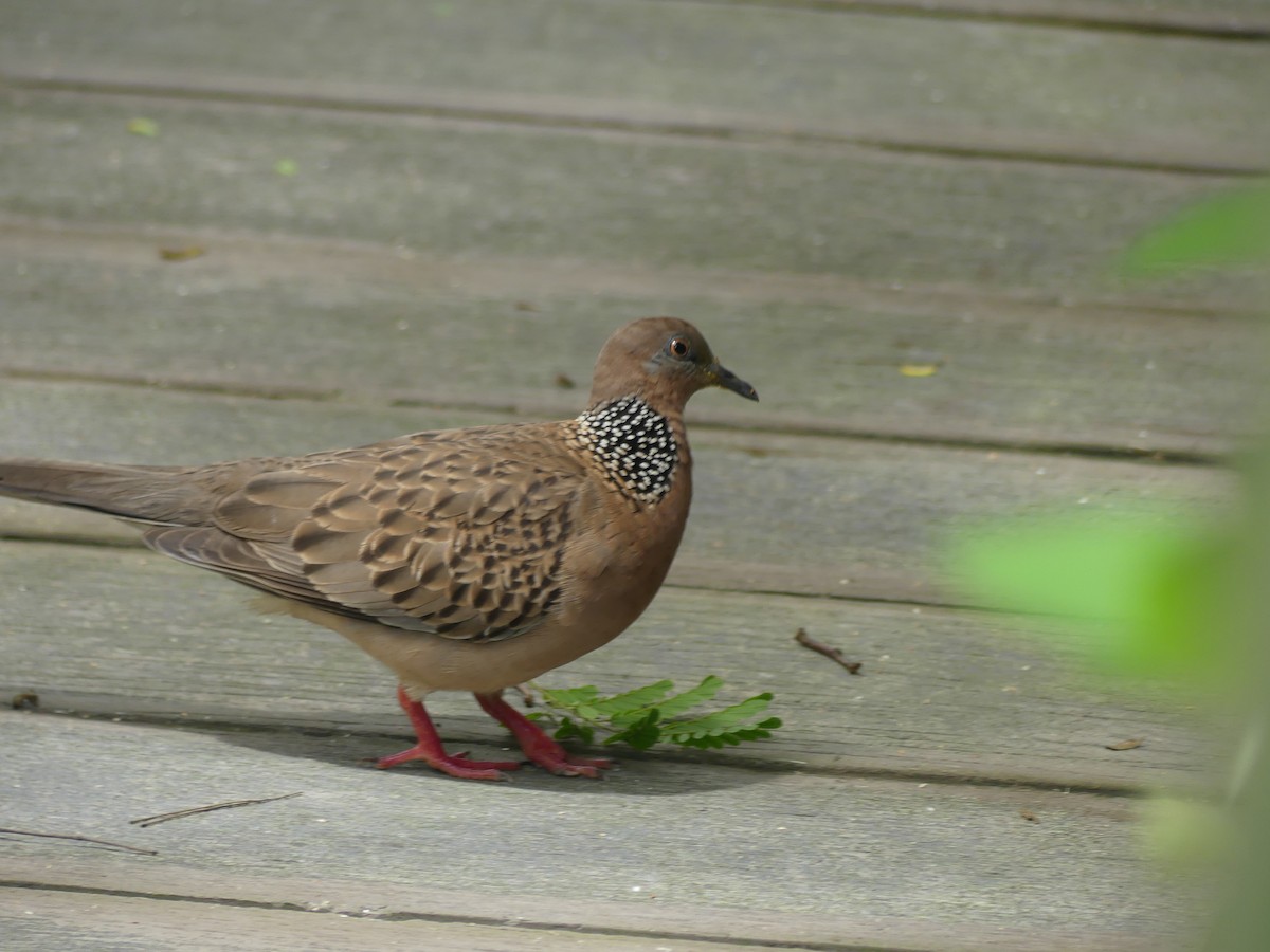 Spotted Dove - ML621621160