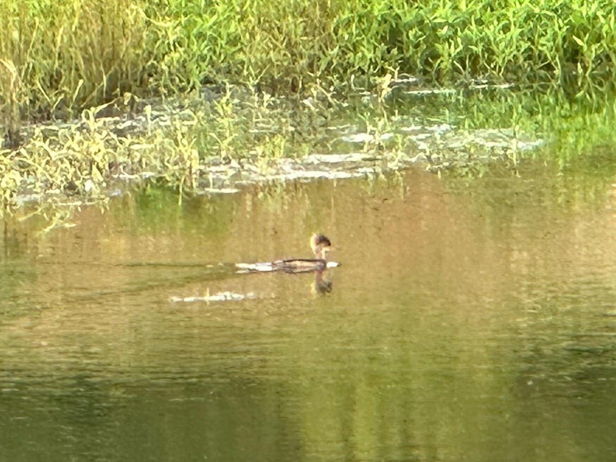 Hooded Merganser - ML621621189