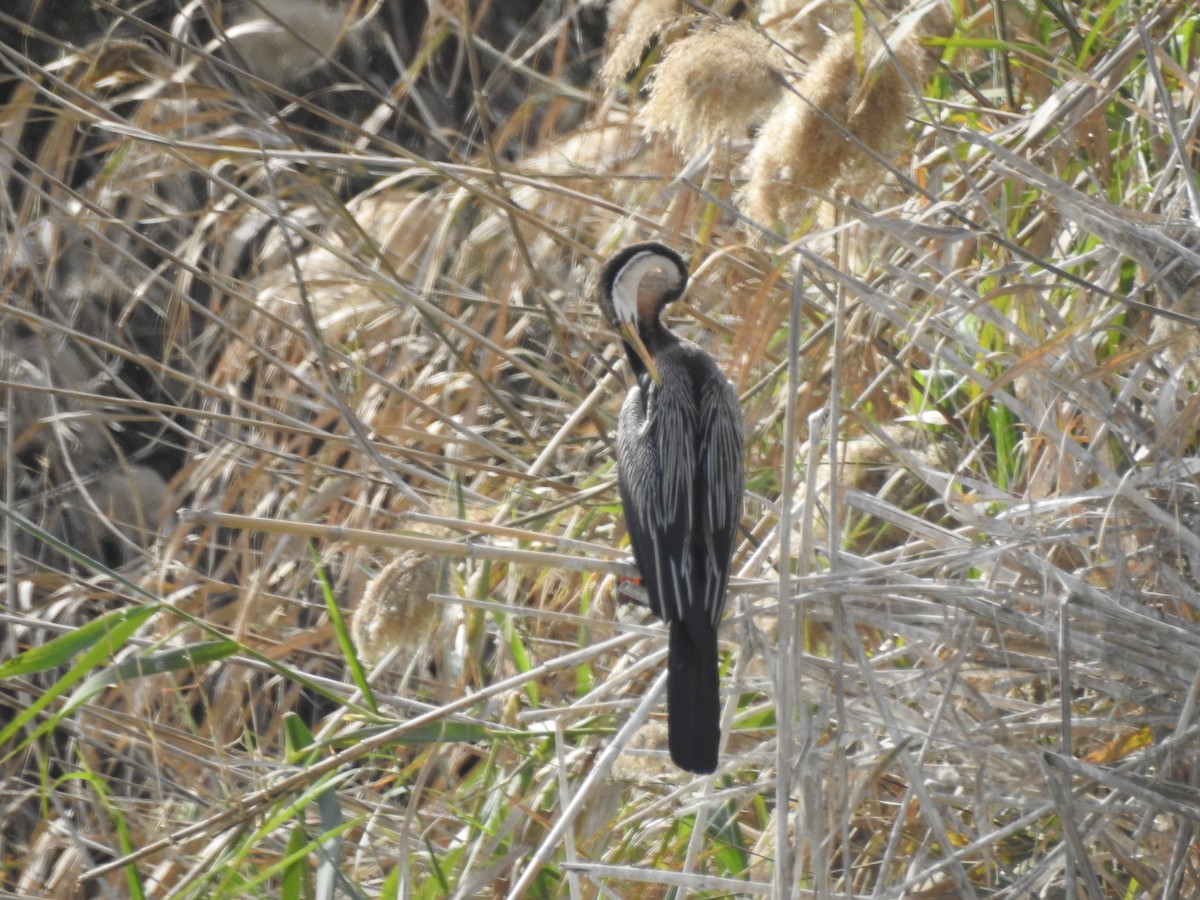 African Darter - ML621621201