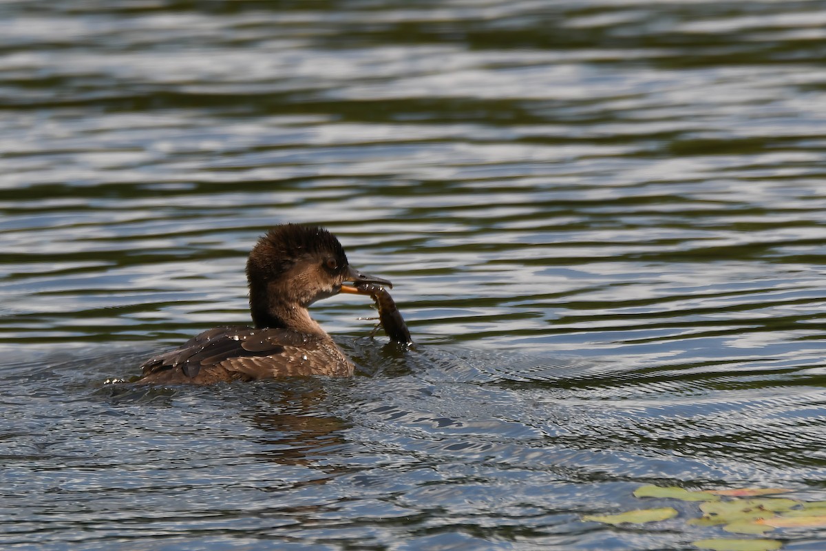 Hooded Merganser - ML621621263