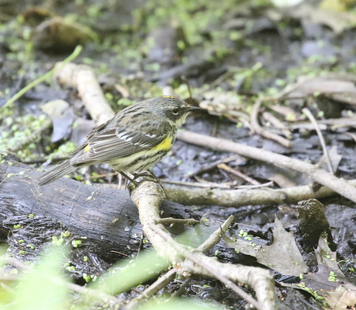 lesňáček žlutoskvrnný (ssp. coronata) - ML621621296