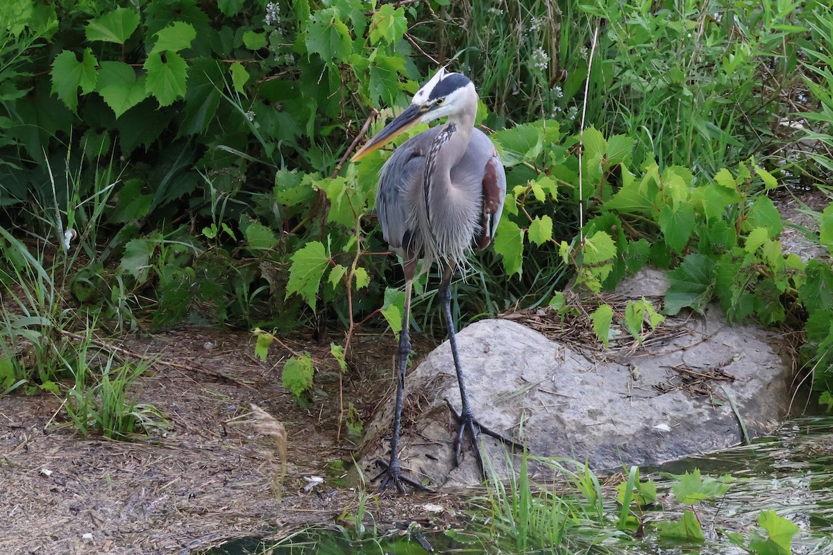 Great Blue Heron - ML621621361