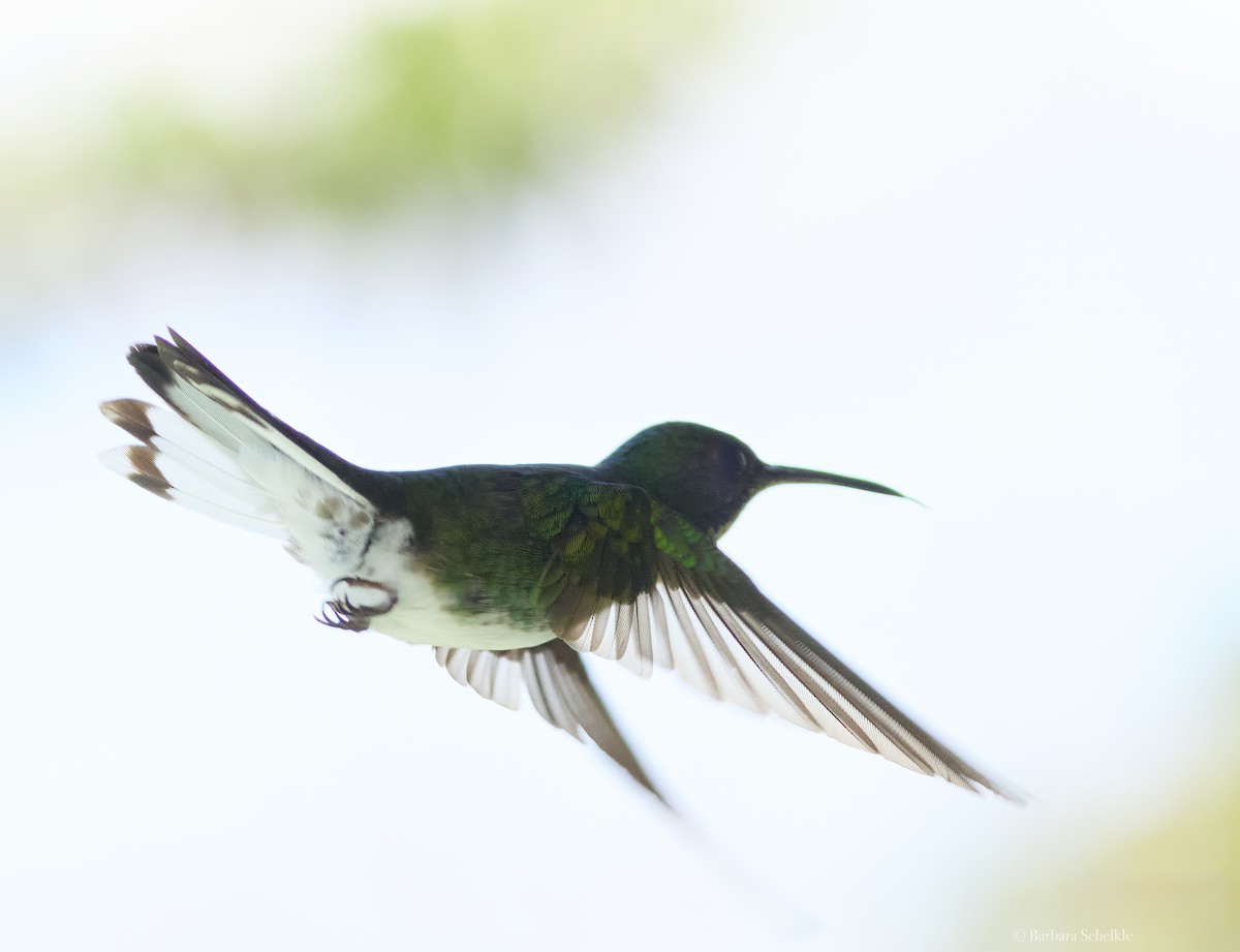 White-tailed Emerald - ML621621387