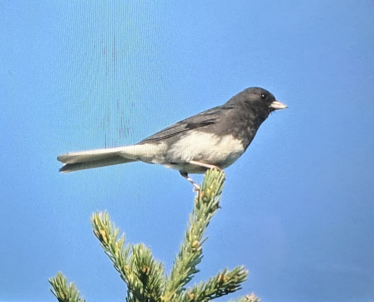 Dark-eyed Junco (Slate-colored) - ML621621388