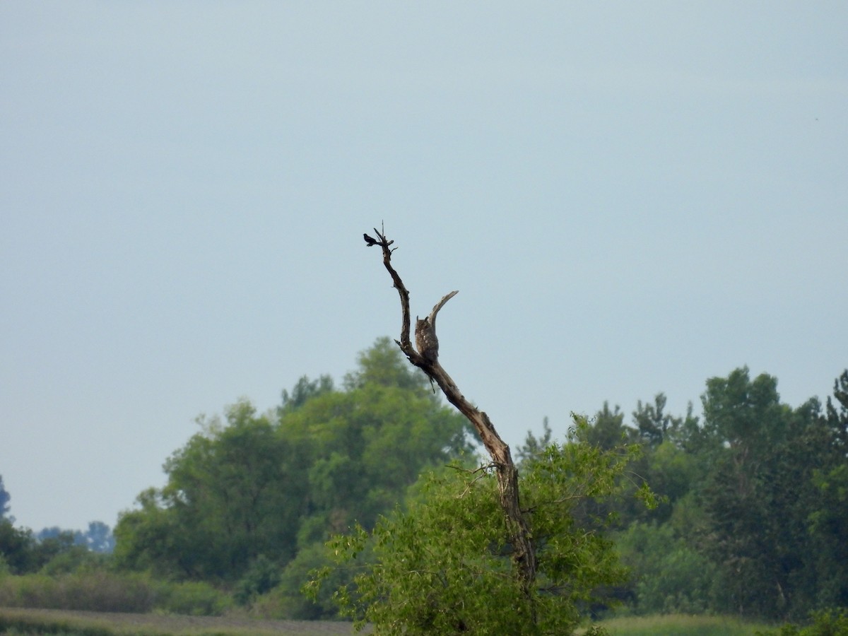 Great Horned Owl - ML621621395