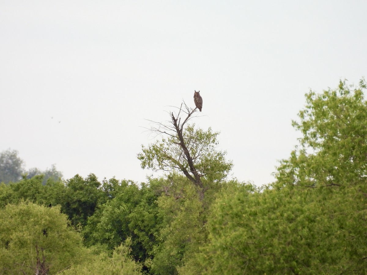 Great Horned Owl - ML621621396