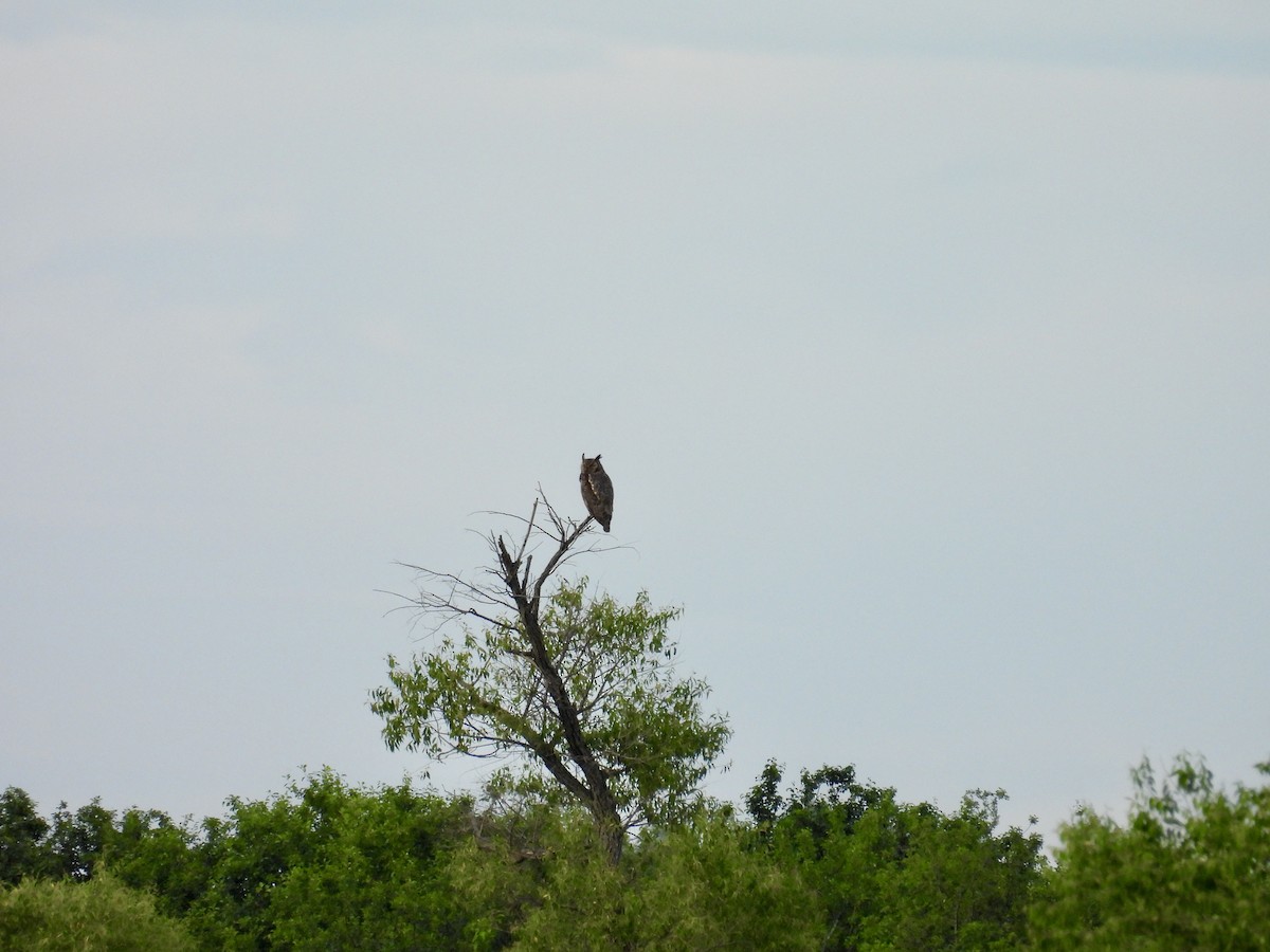 Great Horned Owl - ML621621397