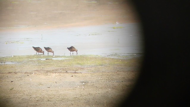 Short-billed Dowitcher - ML621621409