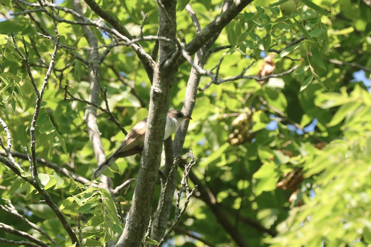 Yellow-billed Cuckoo - ML621621417