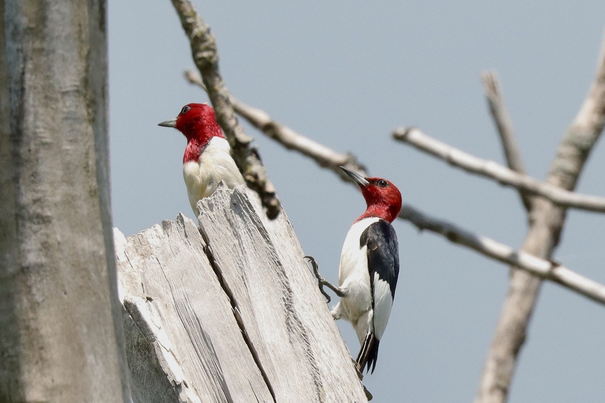 Red-headed Woodpecker - ML621621425