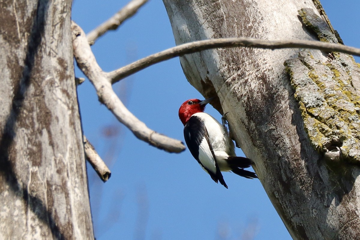 Red-headed Woodpecker - ML621621426