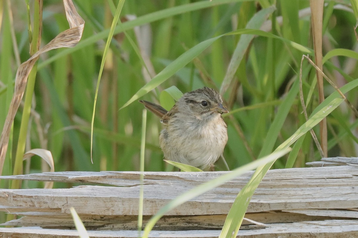 Swamp Sparrow - ML621621439