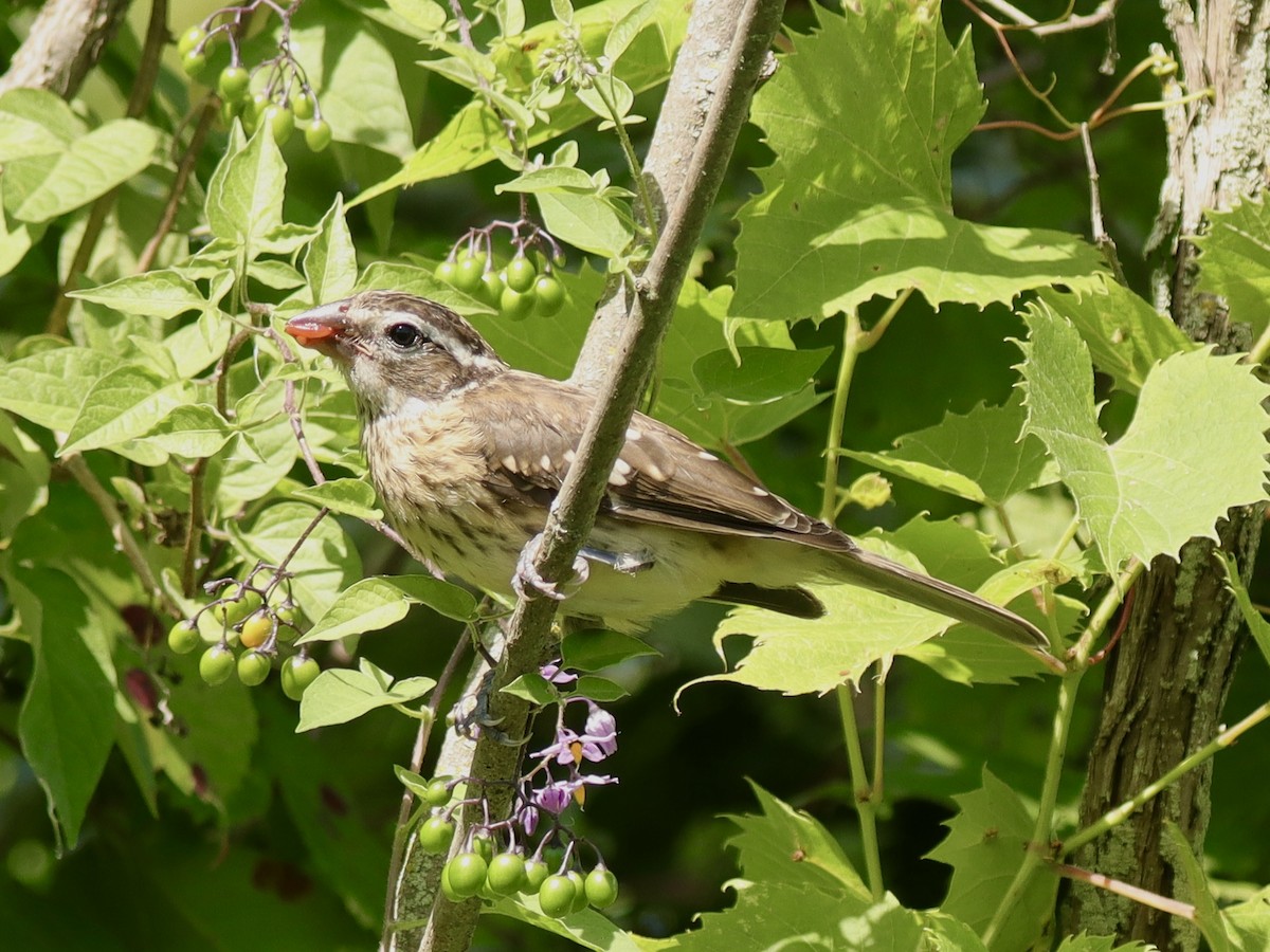 Rose-breasted Grosbeak - ML621621445