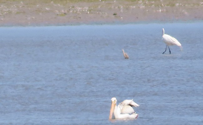American White Pelican - ML621621612