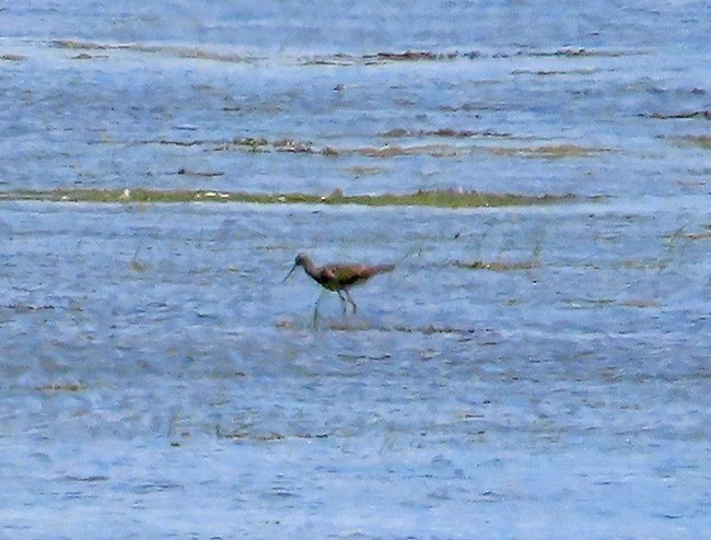 Greater Yellowlegs - ML621621621