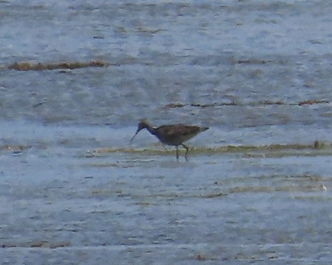 Greater Yellowlegs - ML621621624