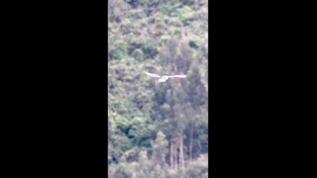 White-tailed Kite - ML621621625